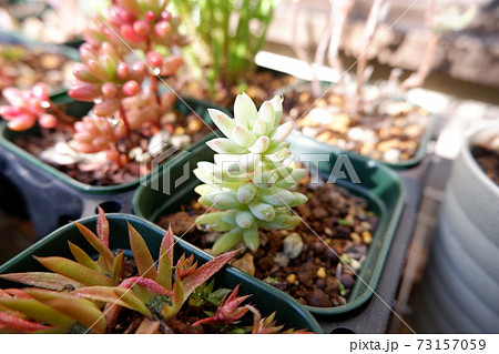 多肉植物の樹氷の写真素材