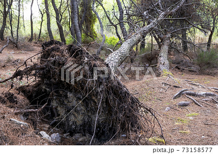 Fallen tree in a forest in Greece 73158577
