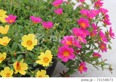駐車場に置かれたポーチュラカの鉢植え　色とりどりの花がとてもきれい 73158673