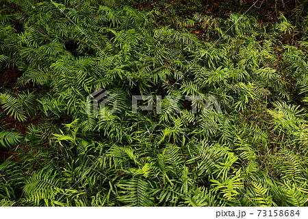 シダ植物 73158684