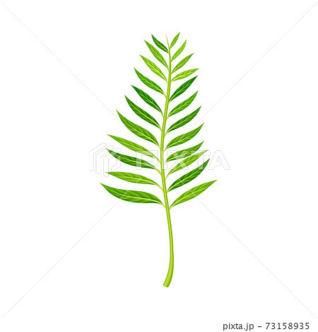 Green Fern as Vascular Plant with Stem and Complex Leaves Vector Illustration 73158935