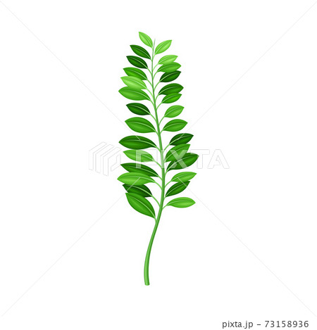 Fern or Frond with Leaves and Erect Stem Vector Illustration 73158936