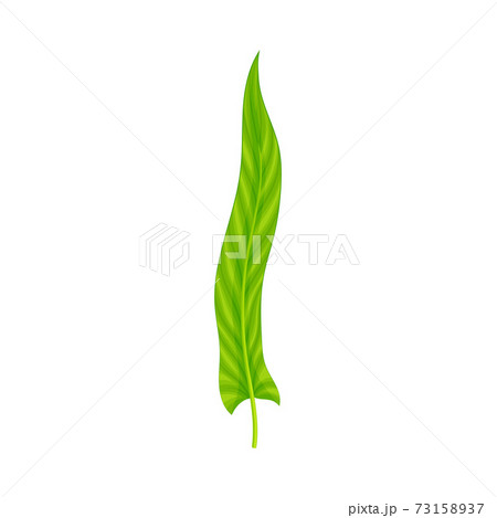 Fern or Frond Leaf with Erect Stem Vector Illustration 73158937