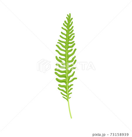Green Fern as Vascular Plant with Stem and Complex Leaves Vector Illustration 73158939
