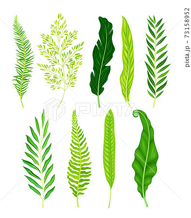 Green Fern As Vascular Plant With Stem And のイラスト素材