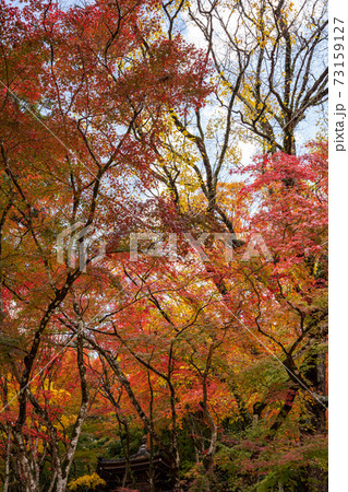 香嵐渓の紅葉 香嵐渓の紅葉 73159127