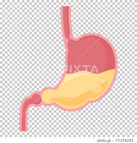 Illustration of stomach cross section and stomach acid Illustration of stomach cross section and stomach acid 73159285