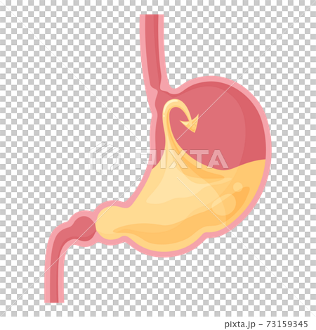The lower esophageal sphincter works and stomach acid does not flow back 73159345