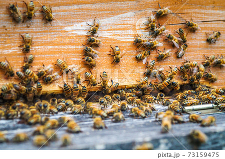 Lots of bees - swarm of bees at their hive Lots of bees - swarm of bees at their hive 73159475