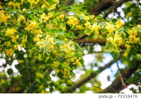 Flowering linden tree with beautiful yellow flowers. Medicinal plant Flowering linden tree with beautiful yellow flowers. Medicinal plant 73159476
