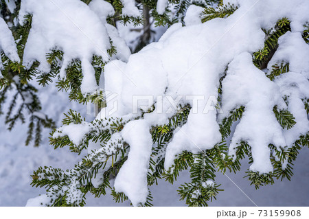 Winter fir tree branches covered with snow. Tree branch in winter forest. Winter fir tree branches covered with snow. Tree branch in winter forest. 73159908