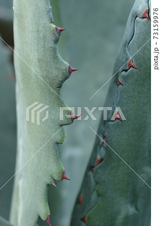 Century plant Century plant 73159976