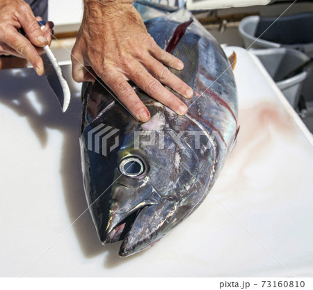 Yellowfin tuna fish during a quick butchering in the sea after fishing for sashimi. 73160810