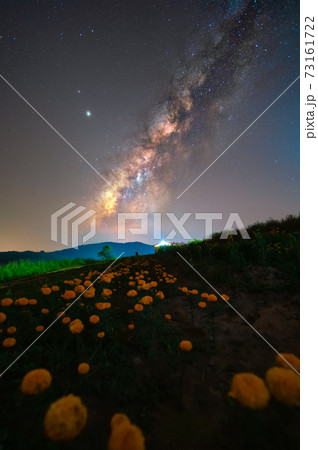 Milkyway and yellow flower field in countryside of Thailand Milkyway and yellow flower field in countryside of Thailand 73161722