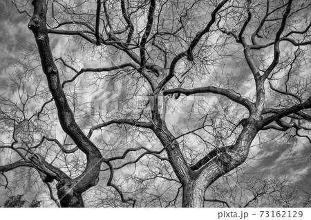 Black and white trunks 73162129
