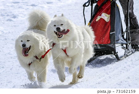 Sled samoyed dogs in speed racing, Moss, Switzerland Sled samoyed dogs in speed racing, Moss, Switzerland 73162159