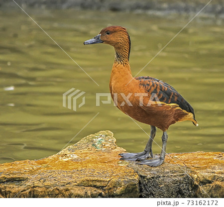 Fulvous whistling or tree duck, dendrocygna bicolor 73162172