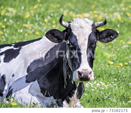 Black holstein cow portrait 73162173