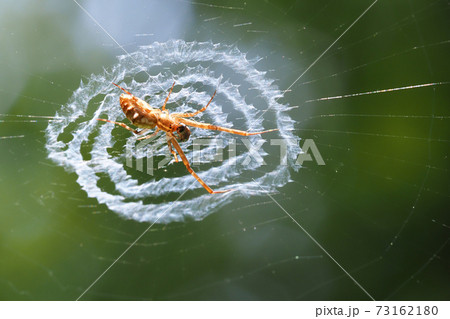 ウズグモ（ヤマウズグモ） 73162180
