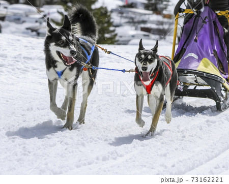 Sled dogs in speed racing, Moss, Switzerland 73162221