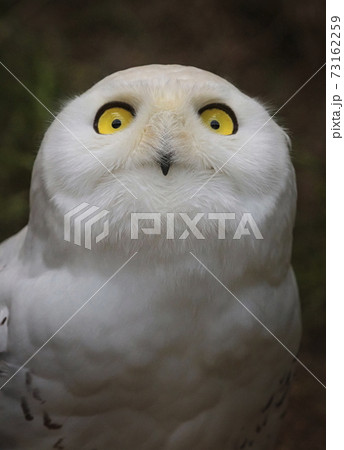 Snowy owl, bubo scandiacus, portrait Snowy owl, bubo scandiacus, portrait 73162259