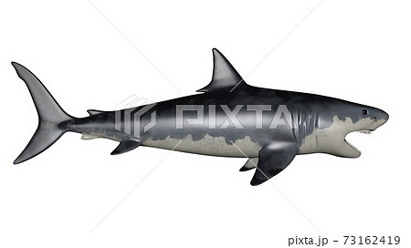 Megalodon dinosaur - 3D render Megalodon dinosaur - 3D render 73162419