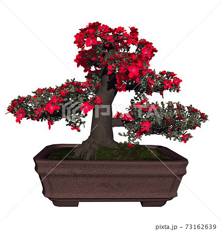 Satsuki azalea tree bonsai - 3D render Satsuki azalea tree bonsai - 3D render 73162639
