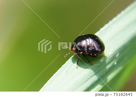 タデマルカメムシ タデマルカメムシ 73162645