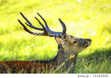 Deer horns Deer horns 73163040