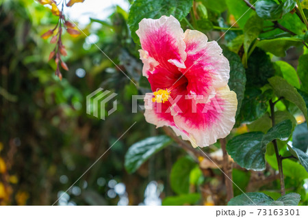 A vibrant, color-rich hibiscus flower close up 73163301