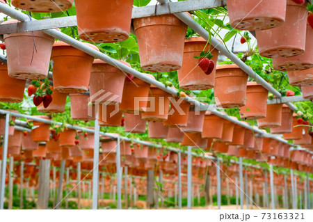Potted shelves and irrigation system strawberry farm in Malaysia Potted shelves and irrigation system strawberry farm in Malaysia 73163321