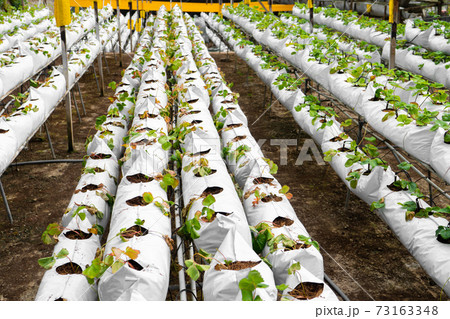Potted shelves and irrigation system strawberry farm in Malaysia Potted shelves and irrigation system strawberry farm in Malaysia 73163348