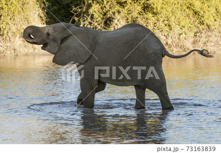 Baby elephant learns to use his trunk to drink water 73163839