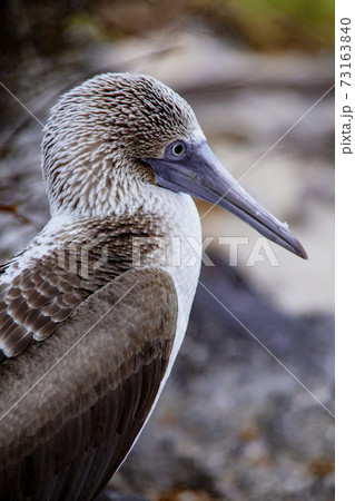 Blue footed Boobie 73163840