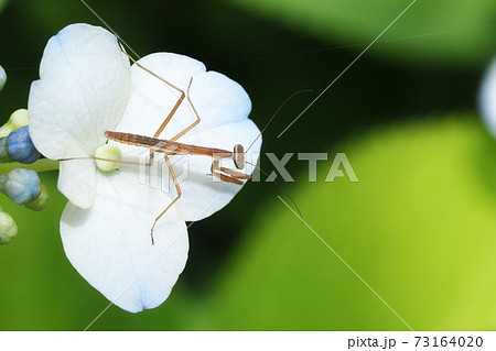 アジサイの花に止まるカマキリの一種の幼虫 73164020