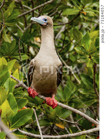 Rdd Footed Booby on Perch 73164057
