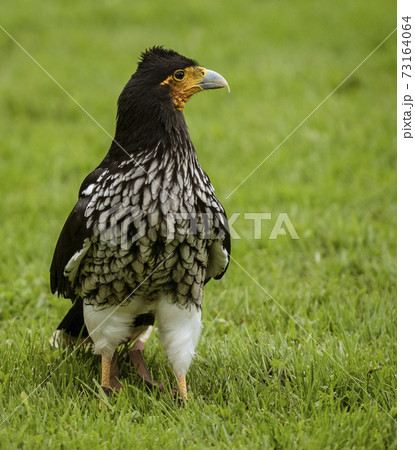 Caracara curiquinge stands on grass, looking for prey Caracara curiquinge stands on grass, looking for prey 73164064