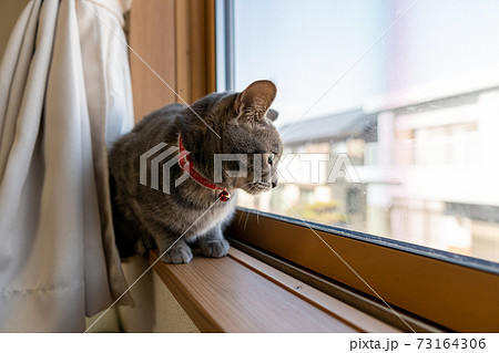 猫 ネコ ねこ キジトラ 白 グレー 子猫 雌 メス 雌ねこ 雌ネコ 雌猫 元気 かわいい 癒しの写真素材