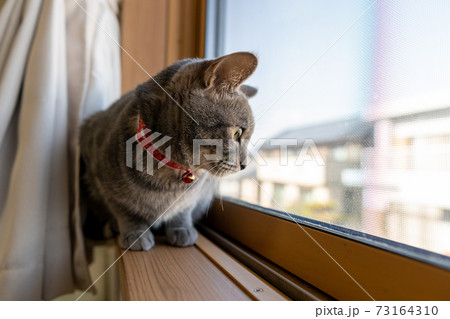猫 ネコ ねこ キジトラ 白 グレー 子猫 雌 メス 雌ねこ 雌ネコ 雌猫 元気 かわいい 癒し 73164310