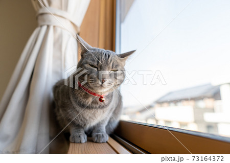 猫 ネコ ねこ キジトラ 白 グレー 子猫 雌 メス 雌ねこ 雌ネコ 雌猫 元気 かわいい 癒し 猫 ネコ ねこ キジトラ 白 グレー 子猫 雌 メス 雌ねこ 雌ネコ 雌猫 元気 かわいい 癒し 73164372
