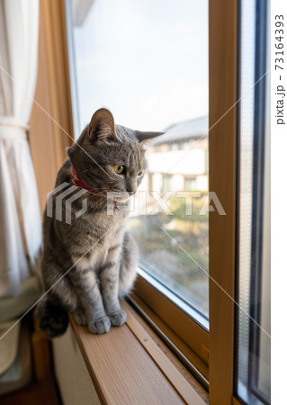 猫 ネコ ねこ キジトラ 白 グレー 子猫 雌 メス 雌ねこ 雌ネコ 雌猫 元気 かわいい 癒し 猫 ネコ ねこ キジトラ 白 グレー 子猫 雌 メス 雌ねこ 雌ネコ 雌猫 元気 かわいい 癒し 73164393