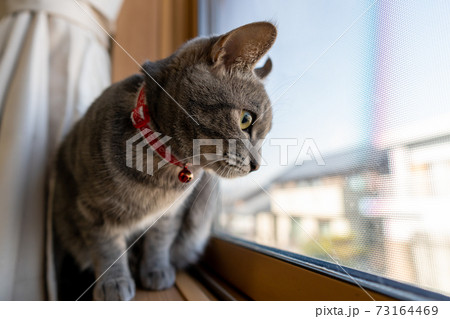 猫 ネコ ねこ キジトラ 白 グレー 子猫 雌 メス 雌ねこ 雌ネコ 雌猫 元気 かわいい 癒し 猫 ネコ ねこ キジトラ 白 グレー 子猫 雌 メス 雌ねこ 雌ネコ 雌猫 元気 かわいい 癒し 73164469