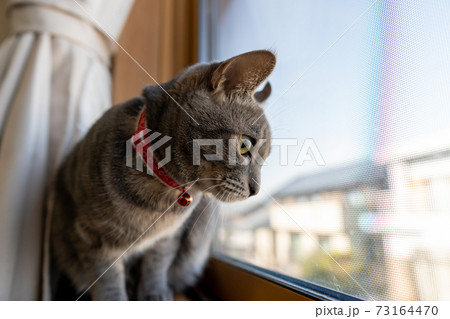 猫 ネコ ねこ キジトラ 白 グレー 子猫 雌 メス 雌ねこ 雌ネコ 雌猫 元気 かわいい 癒し 猫 ネコ ねこ キジトラ 白 グレー 子猫 雌 メス 雌ねこ 雌ネコ 雌猫 元気 かわいい 癒し 73164470