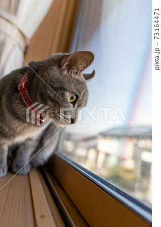 猫 ネコ ねこ キジトラ 白 グレー 子猫 雌 メス 雌ねこ 雌ネコ 雌猫 元気 かわいい 癒し 猫 ネコ ねこ キジトラ 白 グレー 子猫 雌 メス 雌ねこ 雌ネコ 雌猫 元気 かわいい 癒し 73164471