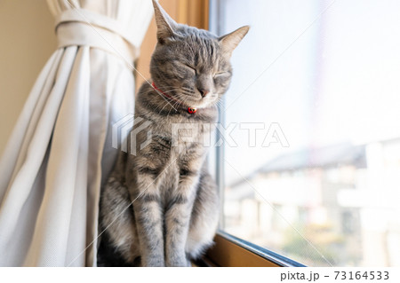猫 ネコ ねこ キジトラ 白 グレー 子猫 雌 メス 雌ねこ 雌ネコ 雌猫 元気 かわいい 癒し 猫 ネコ ねこ キジトラ 白 グレー 子猫 雌 メス 雌ねこ 雌ネコ 雌猫 元気 かわいい 癒し 73164533