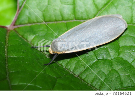 ホソバガの一種 73164621