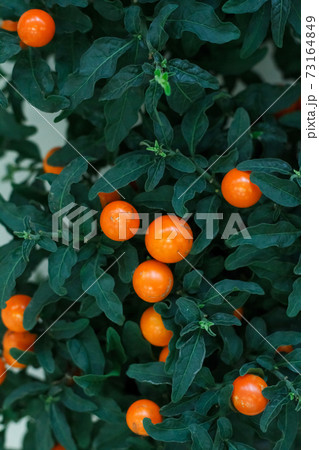 Close-up fruiting Solanum pseudocapsicum or Winter cherry, selective focus, copy space 73164849