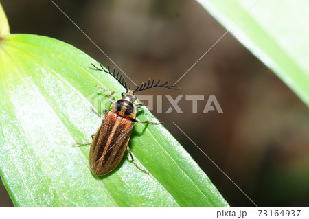 ヒゲナガハナノミ（オス） 73164937