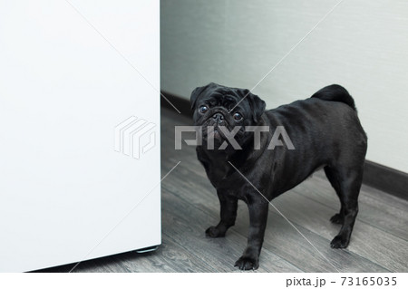 Portrait of a black pug dog, looking straight 73165035