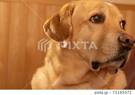 愛犬ラブラドールレトリバー 室内犬の写真素材